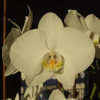 orchidees adn324 60 rue Vaneau 75007 Paris